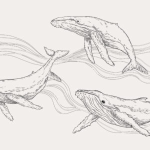 Carta da parati Balene nell'oceano, animali marini, line art, minimalismo, colori in bianco e nero